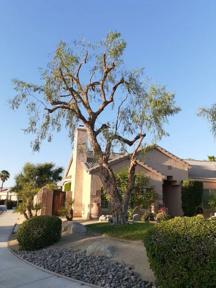 Affordable landscape installation in Palm Desert, CA - Portillos Landscaping and Gardening Services