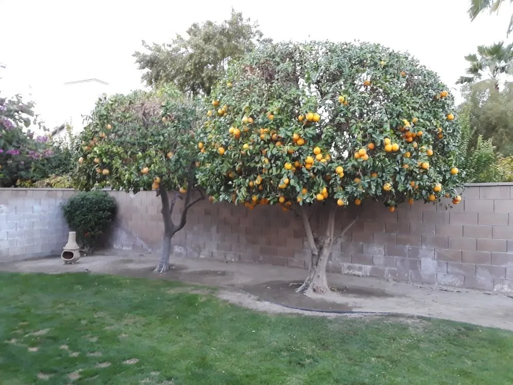 Custom yard cleanup service for outdoor upgrades across Palm Desert, CA - Portillos Landscaping and Gardening Services