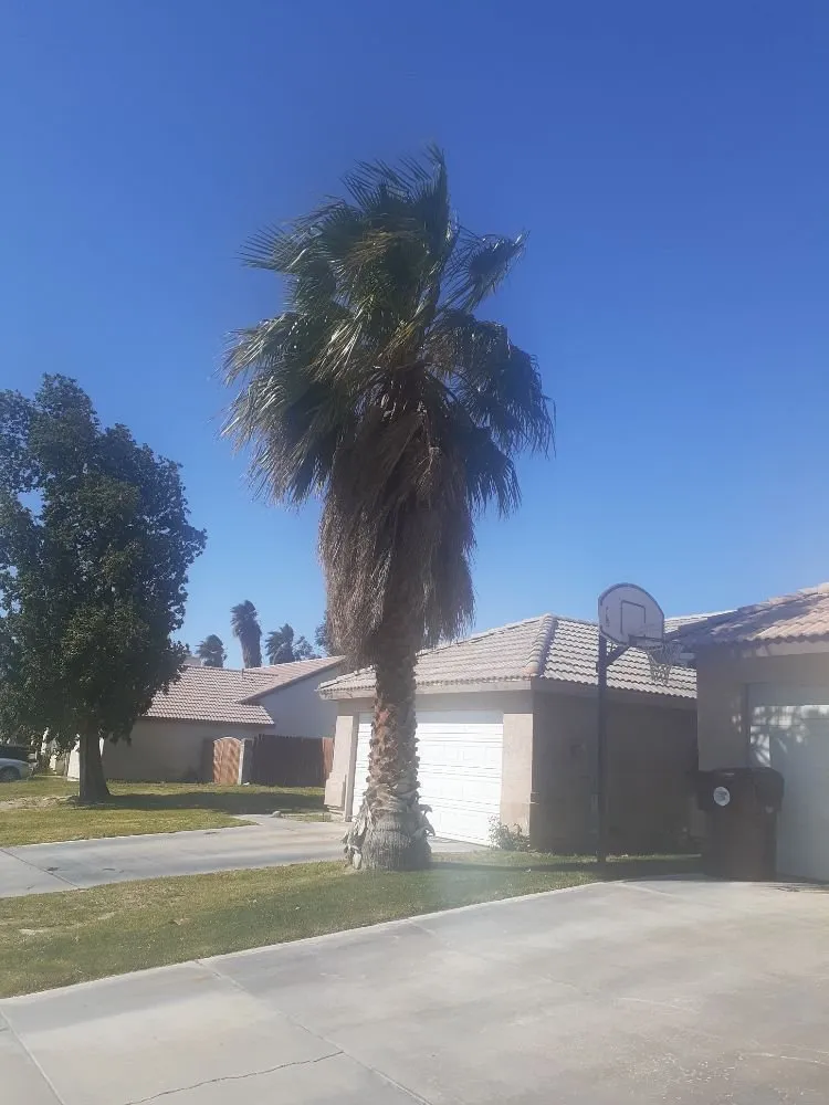 Trusted yard maintenance experts serving Palm Desert, CA - Portillos Landscaping and Gardening Services