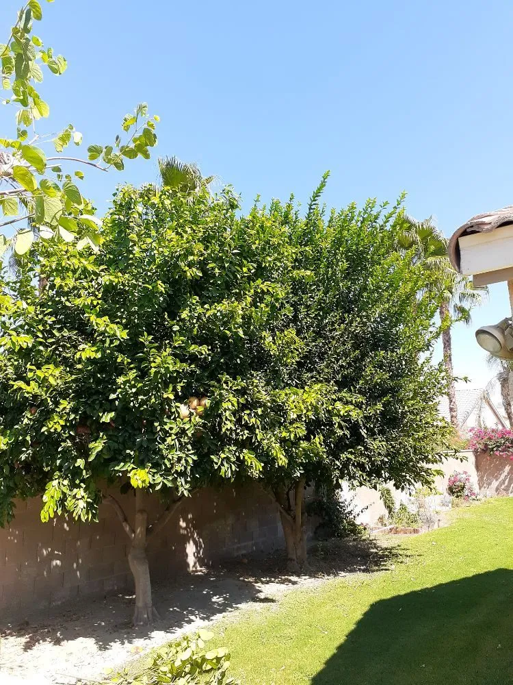 Custom landscape installation near you across Palm Desert, CA - Portillos Landscaping and Gardening Services