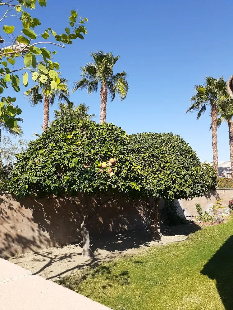 Expert landscaping services in Palm Desert, CA - Portillos Landscaping and Gardening Services