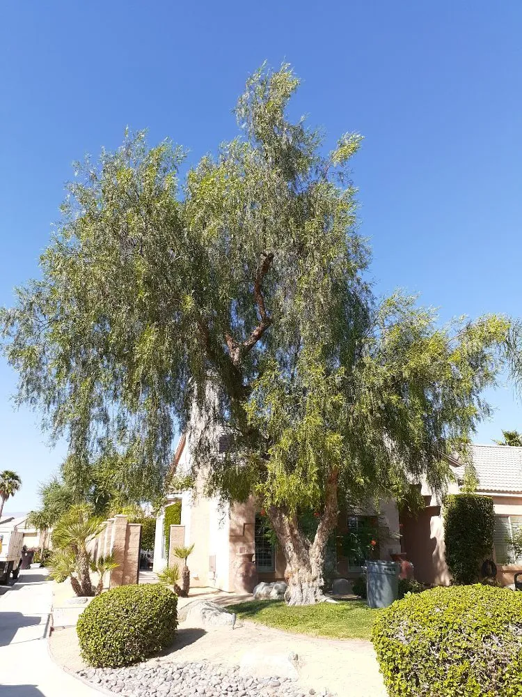 Expert garden landscaping experts serving Palm Desert, CA - Portillos Landscaping and Gardening Services