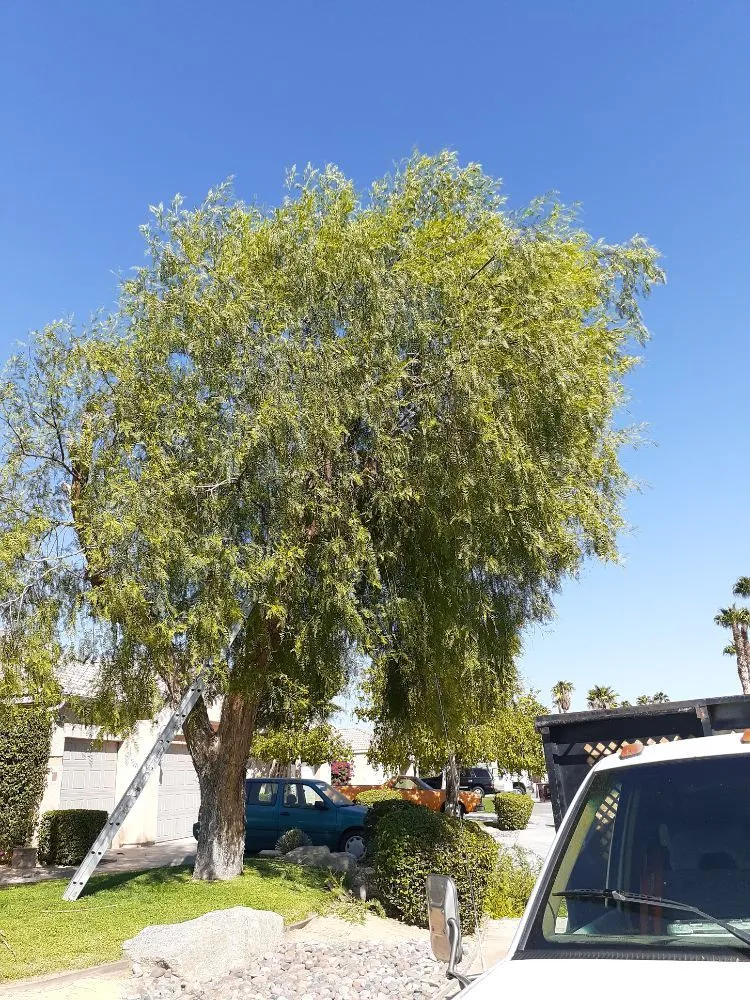 Custom garden landscaping in Palm Desert, CA by Portillos Landscaping and Gardening Services