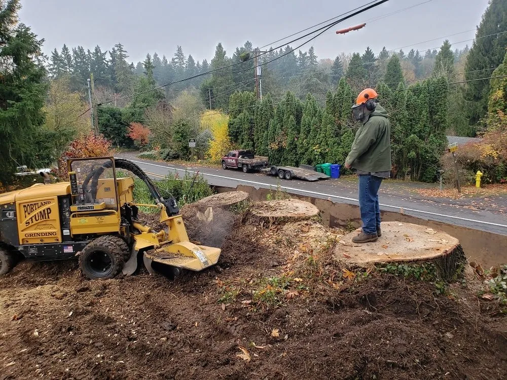 Professional yard cleanup service for homes in Portland, OR by Portland Stump Grinding