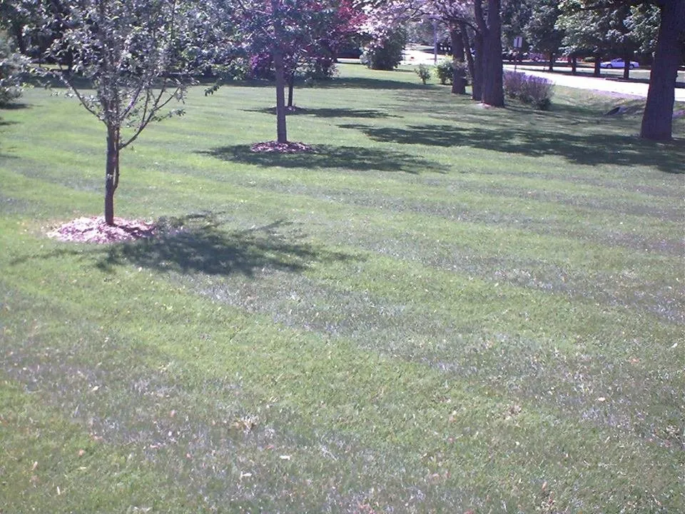 Expert yard cleanup service in Monroe, WI - PoseyLawn