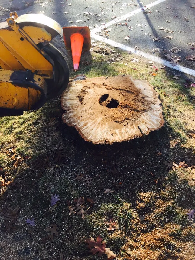 Expert yard cleanup service in Huntington, NY - Posillico Tree and Landscape