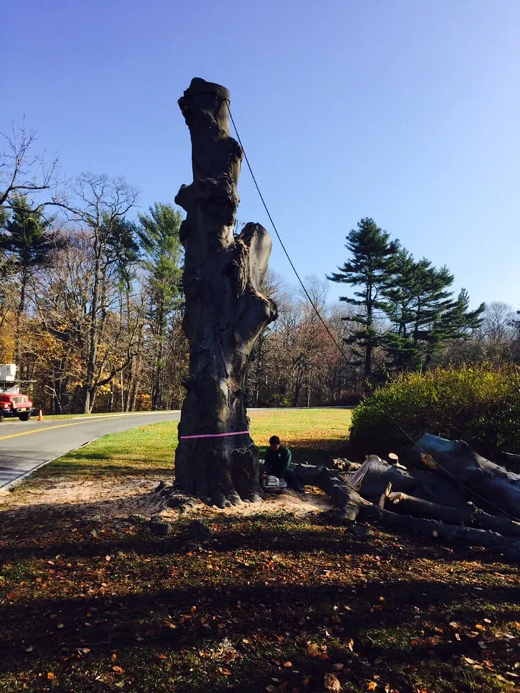 Expert landscape installation for outdoor upgrades in Huntington, NY by Posillico Tree and Landscape