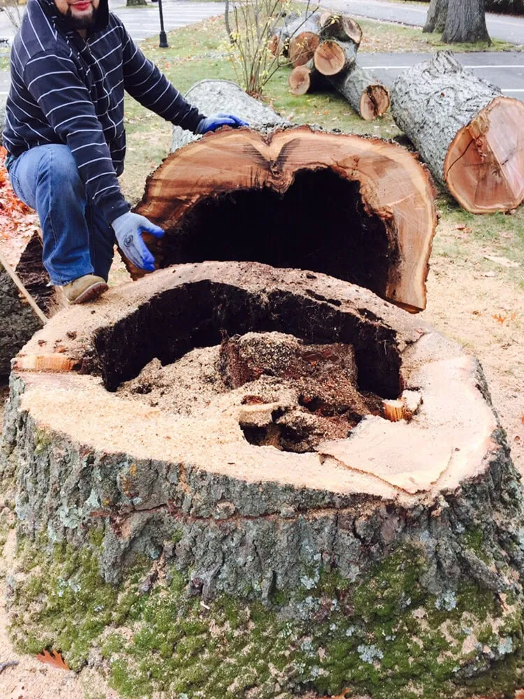 Affordable yard cleanup service in Huntington, NY - Posillico Tree and Landscape