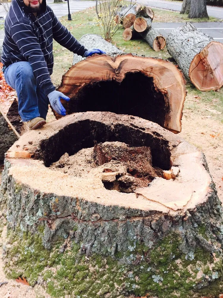 Trusted yard maintenance in Huntington, NY by Posillico Tree and Landscape