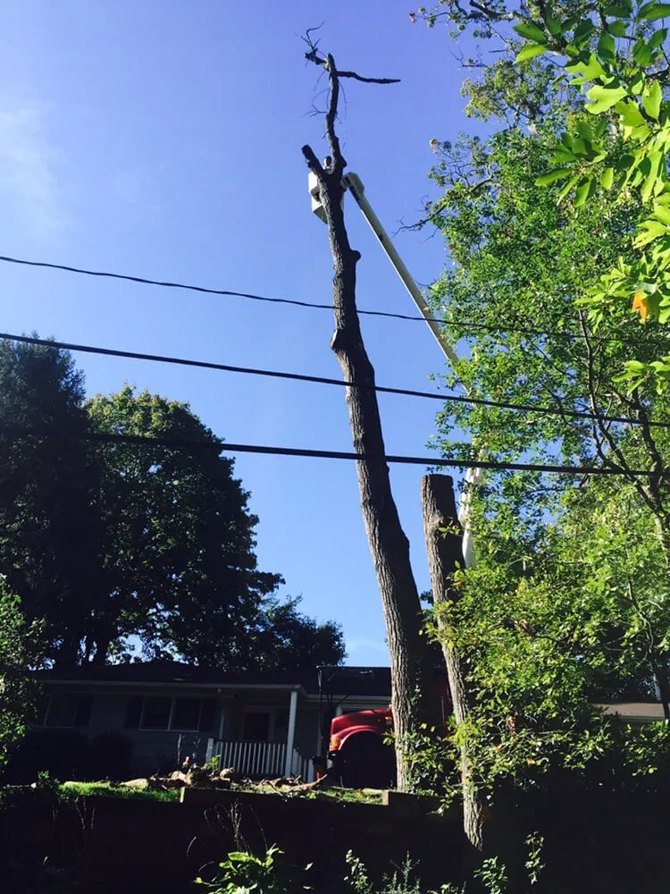 Affordable residential landscaping in Huntington, NY by Posillico Tree and Landscape