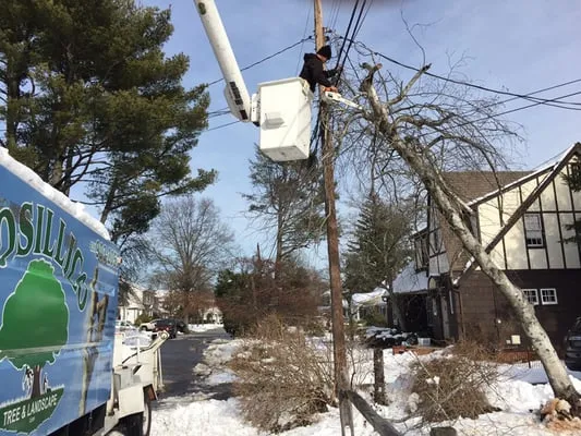 Posillico Tree and Landscape