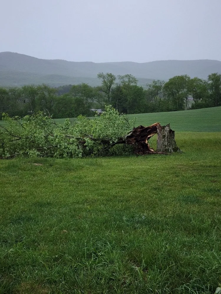 Affordable lawn mowing service in Austinville, VA by Postons Mowing and More