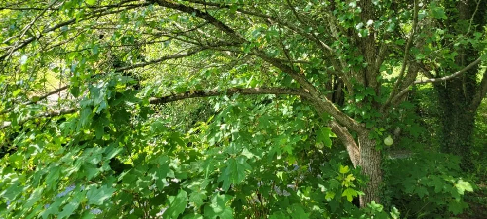 Trusted landscape installation experts serving Marion, VA - Poston's Mowing And More