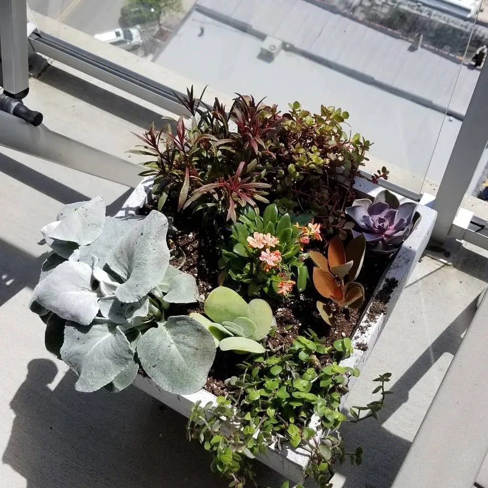 Professional landscape design in Ferndale, MI by Potager Garden Design