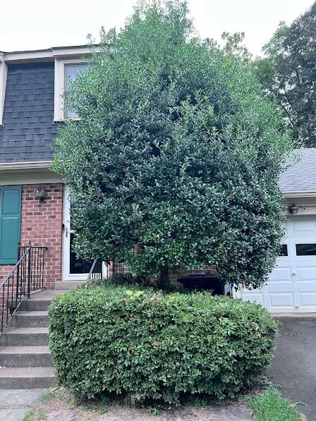 Custom lawn care service in Falls Church, VA by Potomac Lawn Professionals