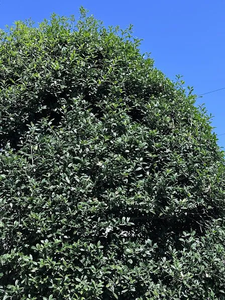 Professional lawn mowing service in Falls Church, VA - Potomac Lawn Professionals