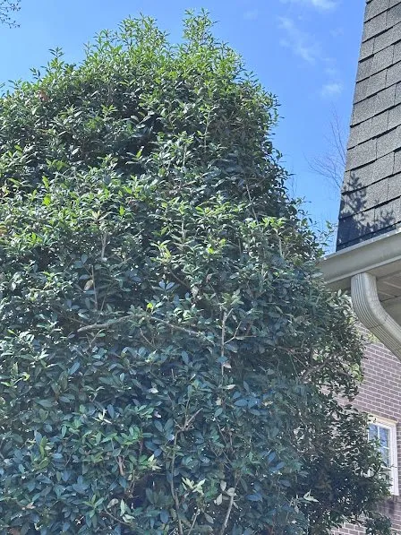 Affordable yard maintenance for year-round maintenance across Falls Church, VA - Potomac Lawn Professionals