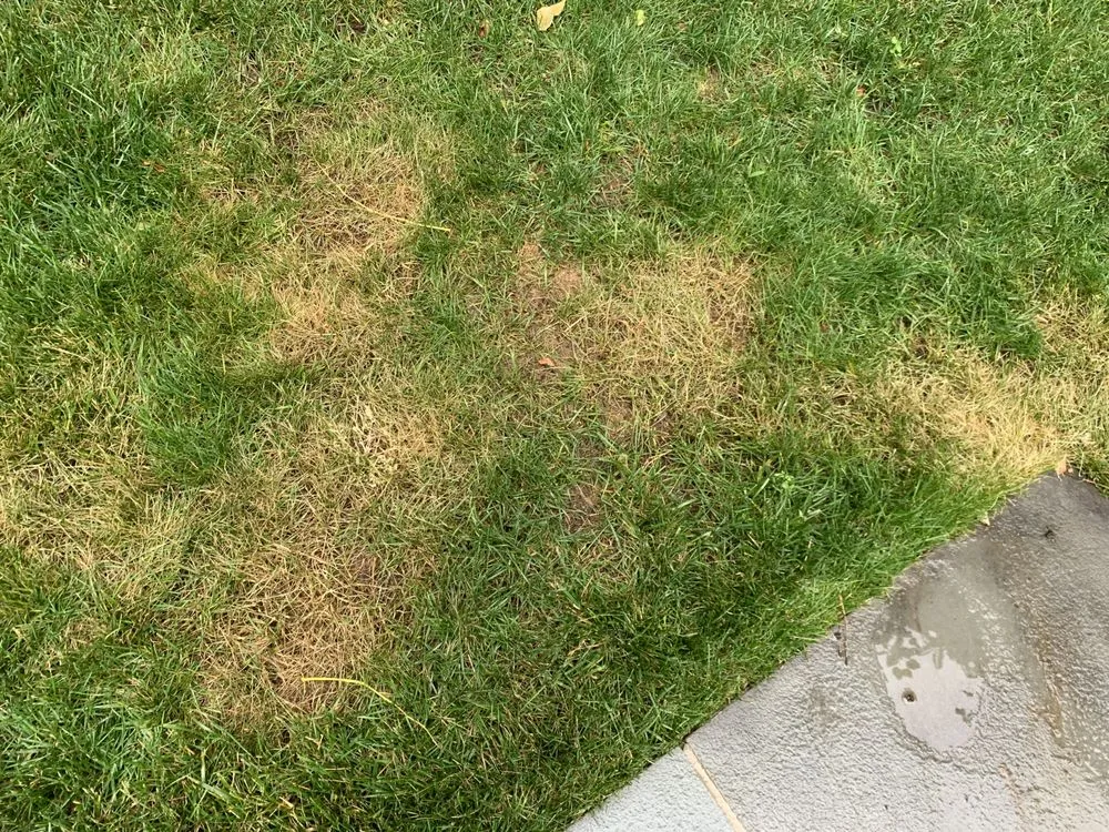 Local landscape installation for year-round maintenance across Falls Church, VA - Potomac Lawn Professionals