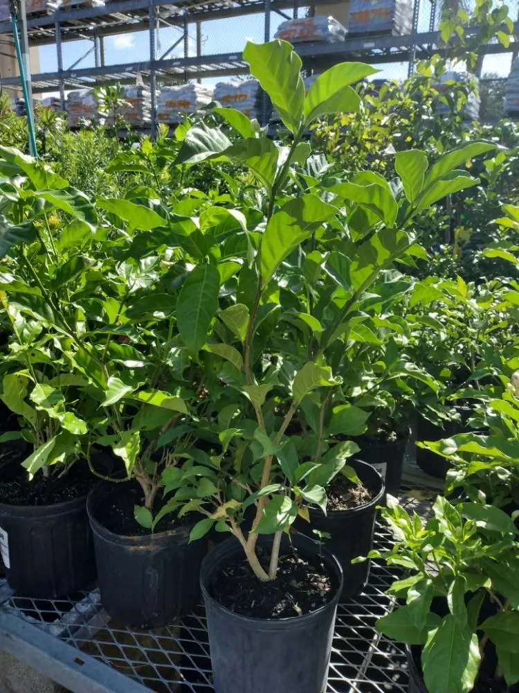 Expert outdoor landscaping near you in Safety Harbor, FL by Pots & Plants