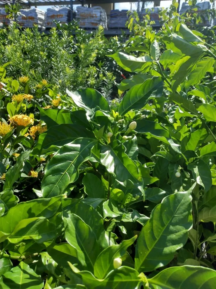 Reliable landscape design in Safety Harbor, FL by Pots & Plants