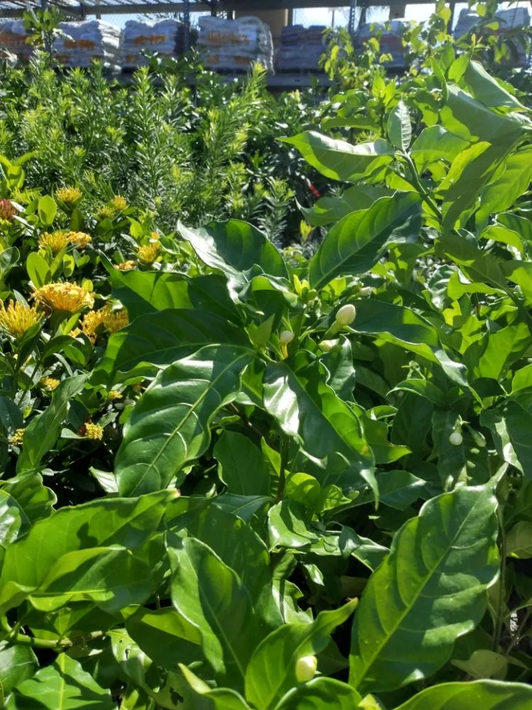 Professional garden landscaping in Safety Harbor, FL by Pots & Plants