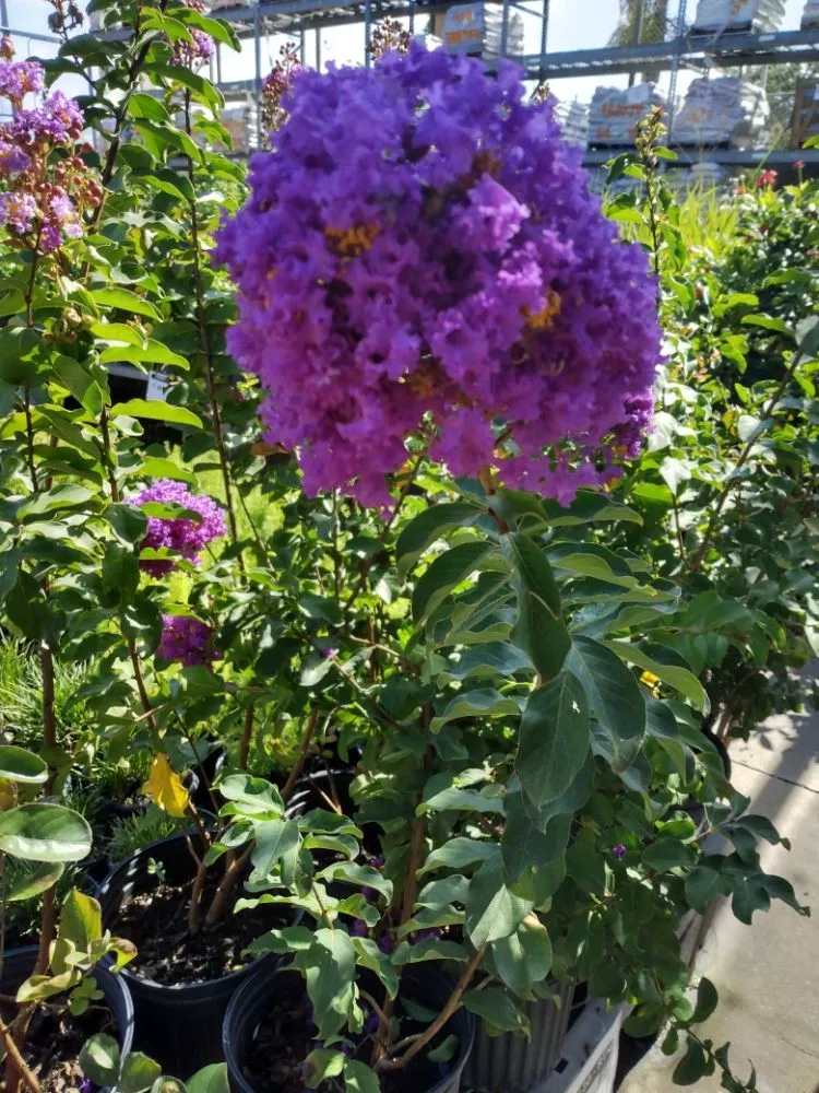 Top-rated lawn mowing service for year-round maintenance across Safety Harbor, FL - Pots & Plants