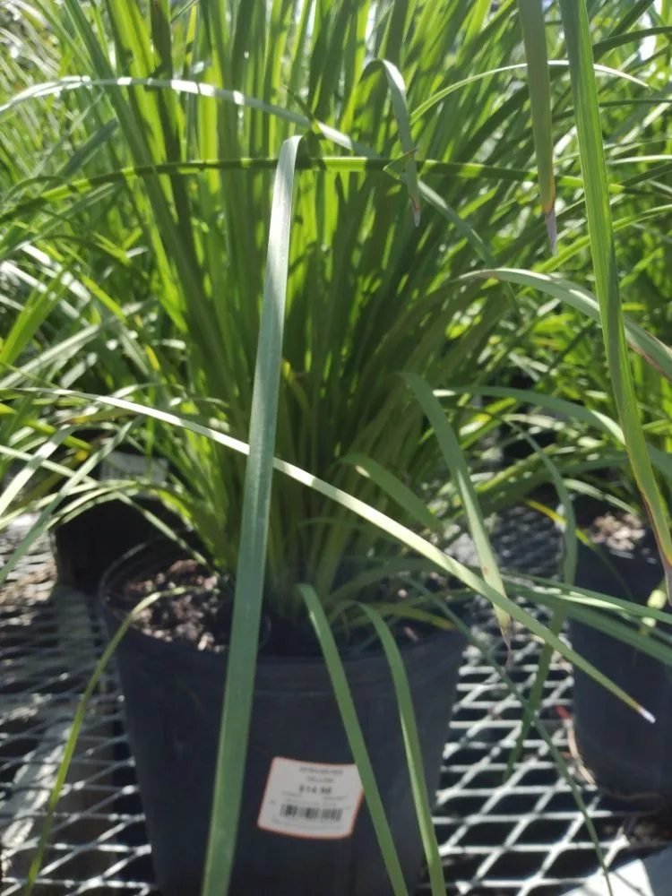 Trusted residential landscaping in Safety Harbor, FL by Pots & Plants