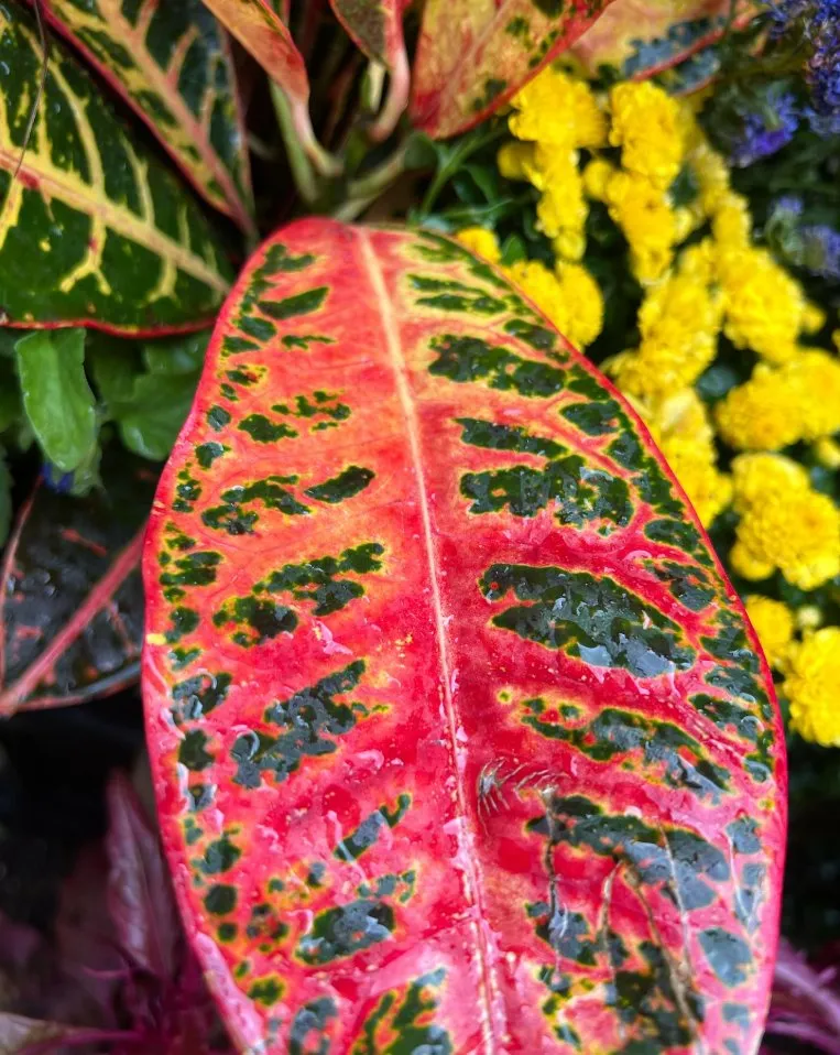 Local landscape installation in Upper Darby, PA by Pots and Planters