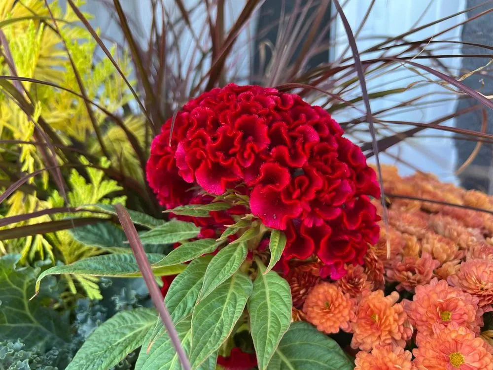 Top-rated landscape installation for beautiful yards across Upper Darby, PA - Pots and Planters