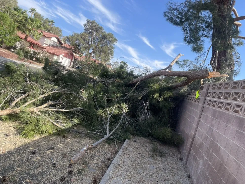 Trusted landscape design in Las Vegas, NV - Potts Tree Service