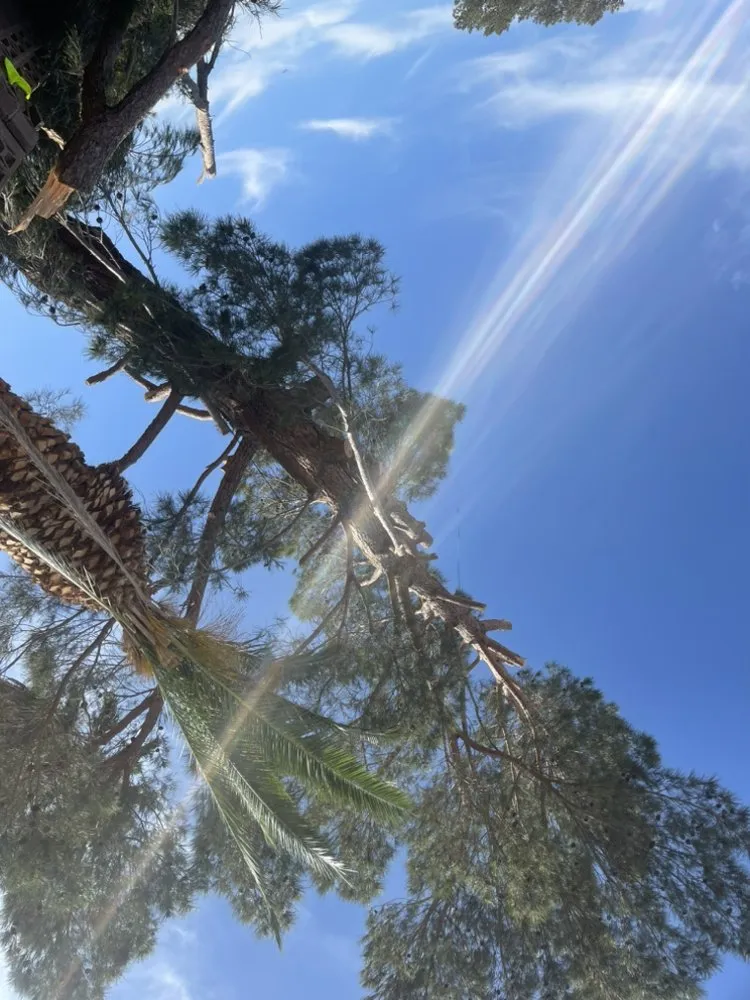 Custom lawn mowing service experts serving Las Vegas, NV - Potts Tree Service