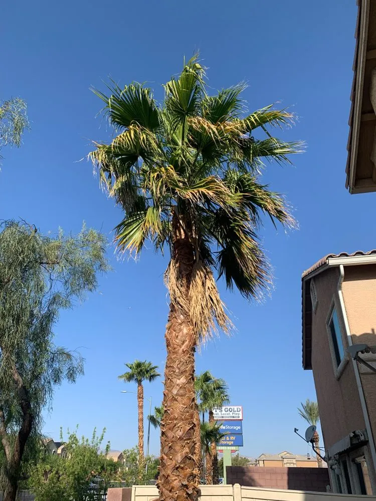 Reliable landscaping services in Las Vegas, NV - Potts Tree Service