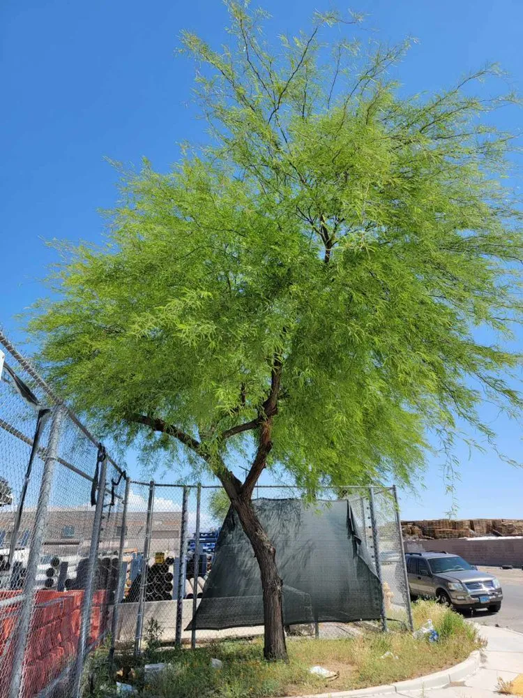 Expert outdoor landscaping experts serving Las Vegas, NV - Potts Tree Service
