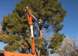 Expert residential landscaping in Las Vegas, NV by Potts Tree Service