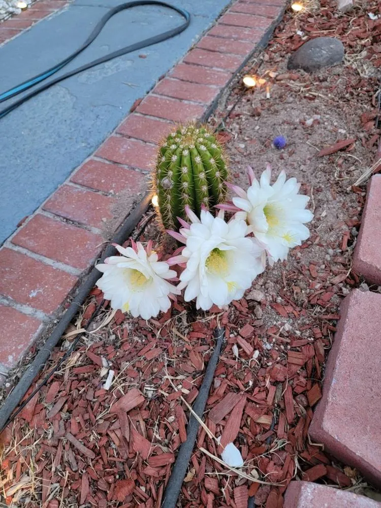 Custom residential landscaping in Las Vegas, NV - Potts Tree Service