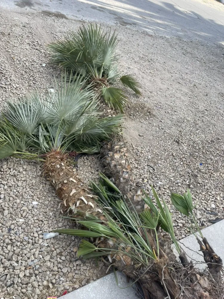 Local landscape installation for residential properties in Las Vegas, NV by Potts Tree Service