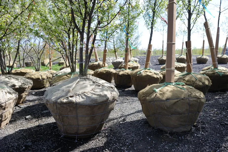 Local lawn mowing service in Long Grove, IL by Poul's Landscaping & Nursery