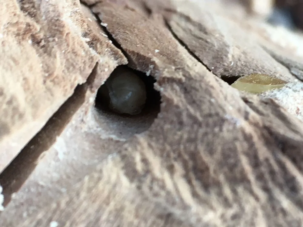 Local garden landscaping for year-round maintenance in Nampa, ID by Power Enterprises