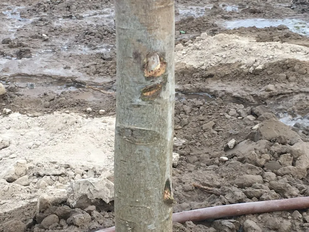 Trusted lawn care service in Nampa, ID - Power Enterprises