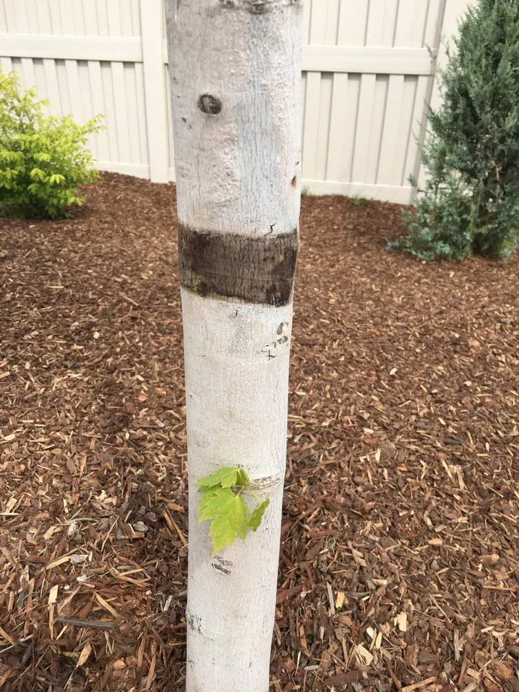 Top-rated yard maintenance experts serving Nampa, ID - Power Enterprises