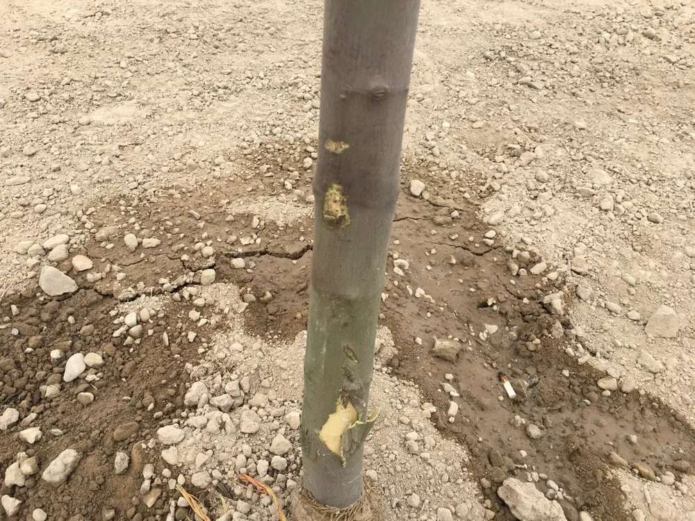 Reliable yard maintenance in Nampa, ID - Power Enterprises