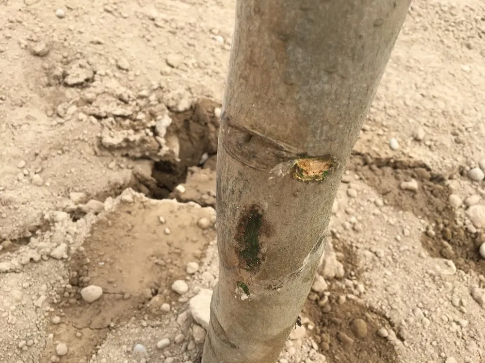 Top-rated landscape design in Nampa, ID by Power Enterprises