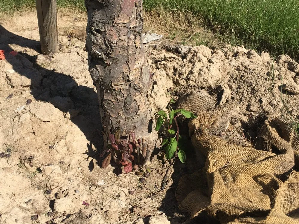 Top-rated landscape design in Nampa, ID - Power Enterprises