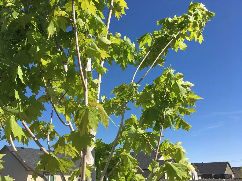 Expert lawn mowing service for residential properties in Nampa, ID by Power Enterprises