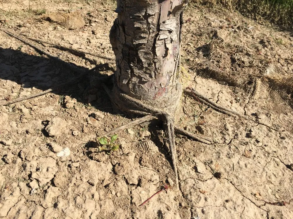 Local yard cleanup service with custom design across Nampa, ID - Power Enterprises