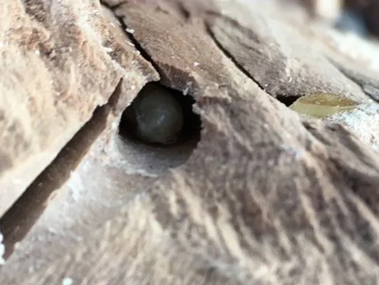 Power Enterprises Logo