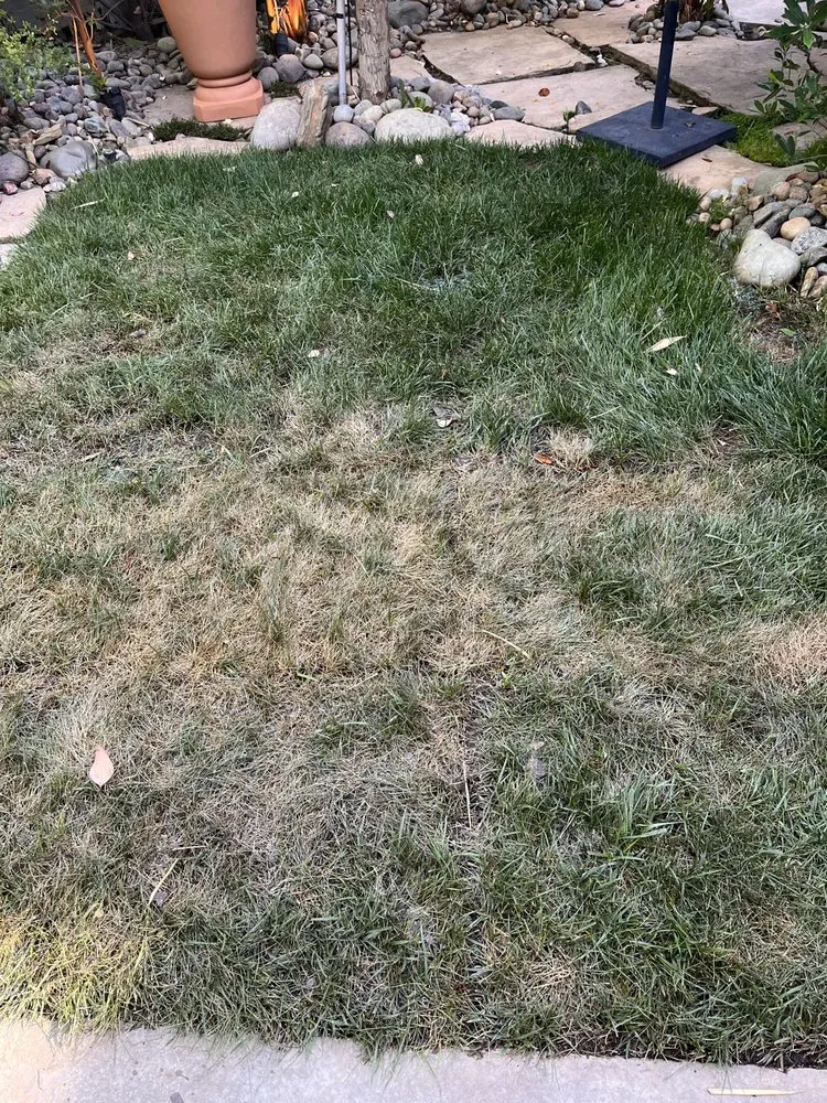 Expert yard cleanup service with custom design across Citrus Heights, CA - Power Lawn Maintenance