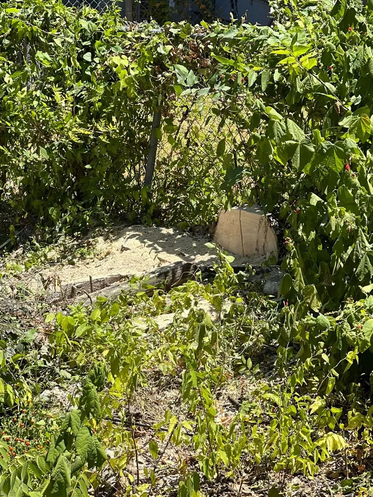 Top-rated lawn care service for beautiful yards in Austin, TX by Power tree services