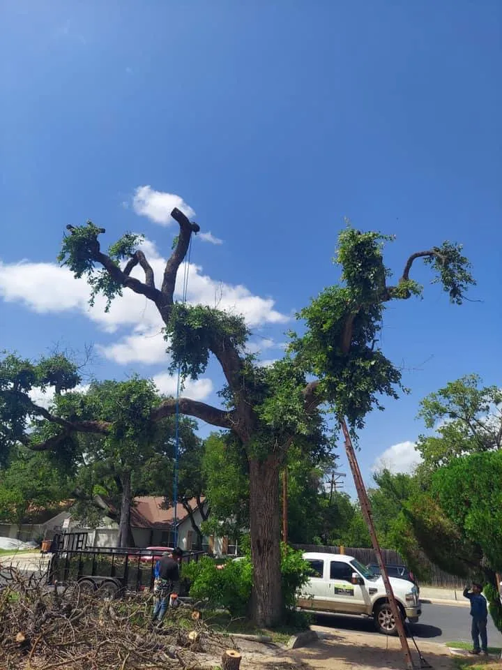 Expert yard cleanup service for beautiful yards in Austin, TX by Power tree services