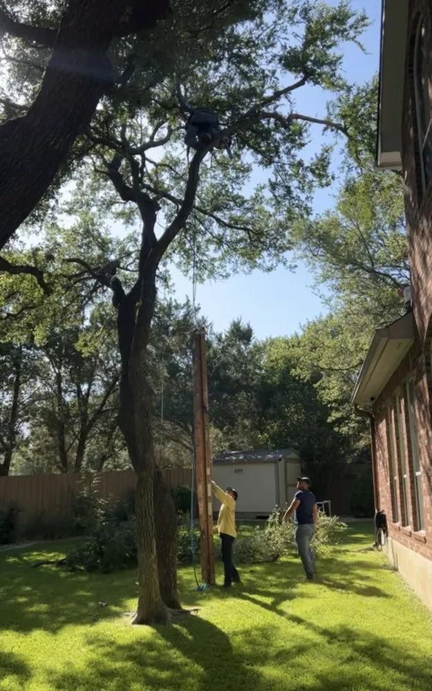 Local landscaping services in Austin, TX by Power tree services